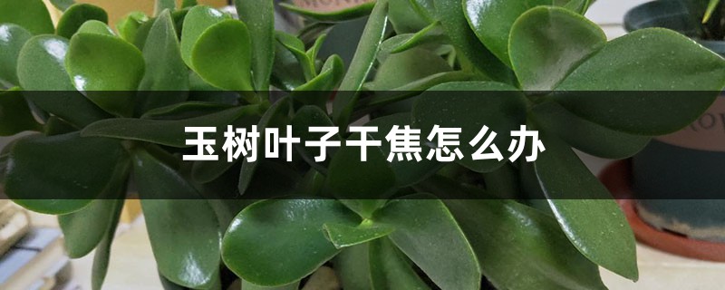 <strong>玉樹葉子幹焦怎麼解決，怎麼處理</strong>