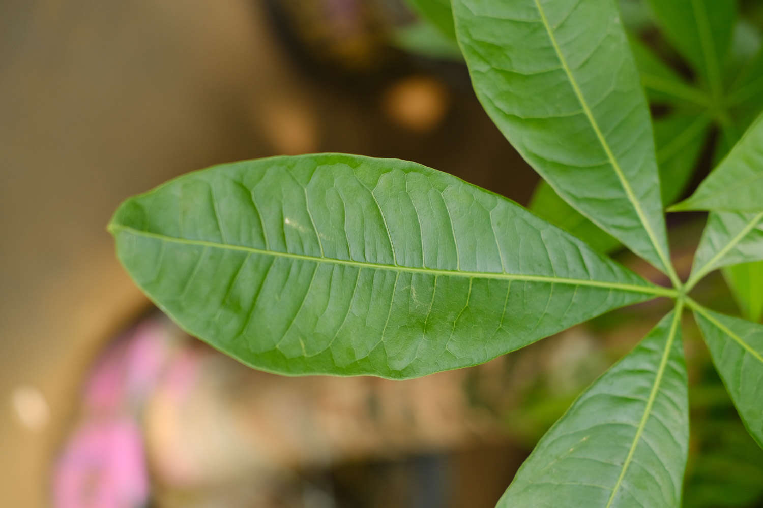 發財樹樹幹發皺怎麼救