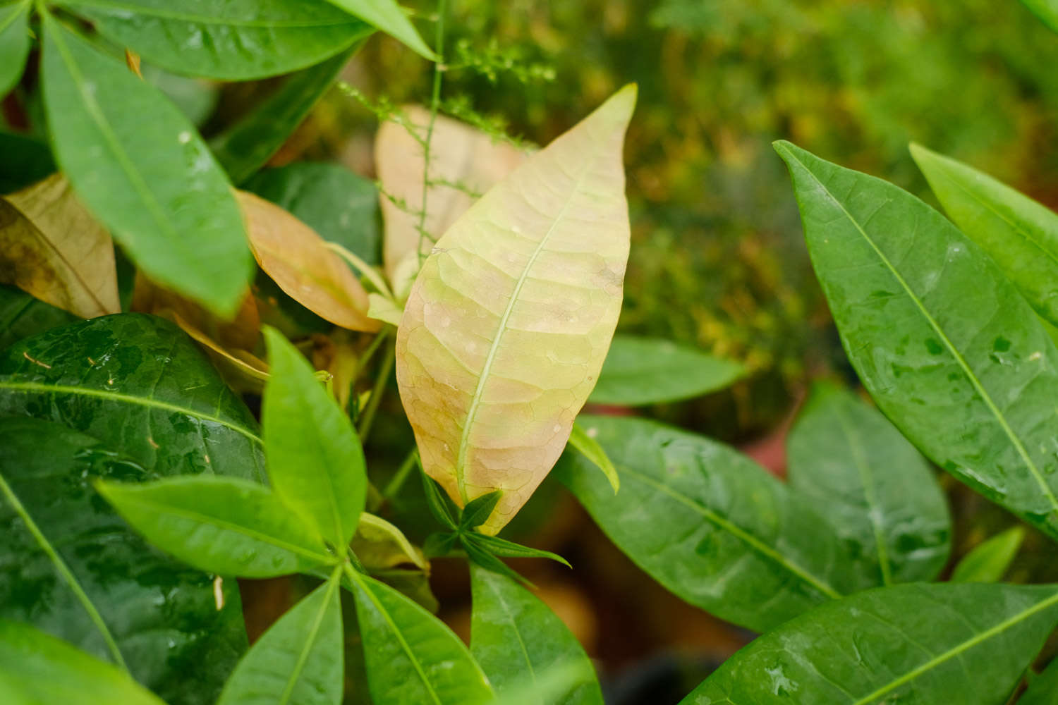 發財樹樹幹發皺怎麼救