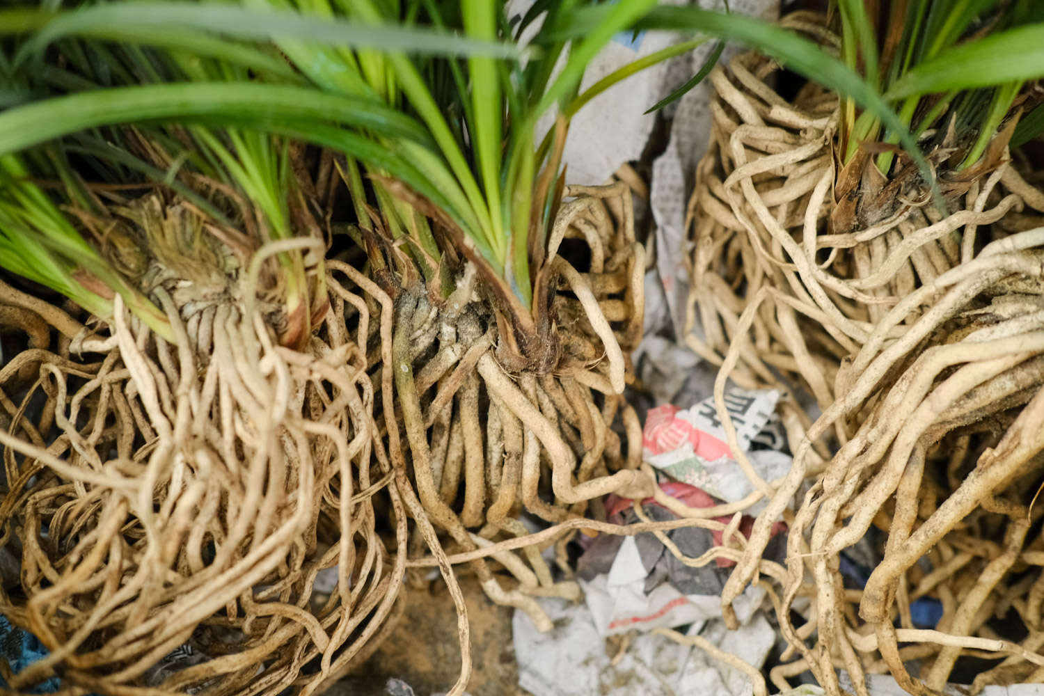 蘭花隻長葉不開花怎麼回事