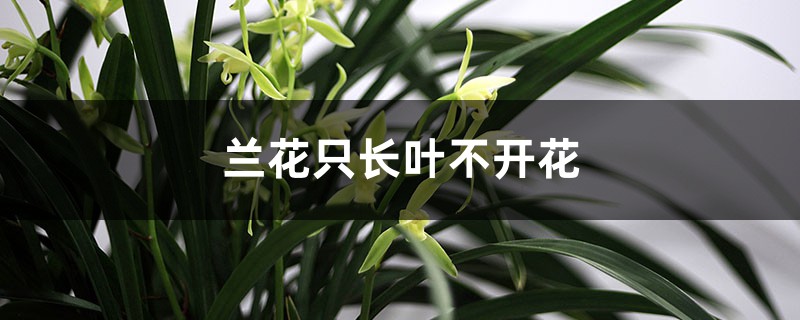 <strong>蘭花隻長葉不開花怎麼回事</strong>