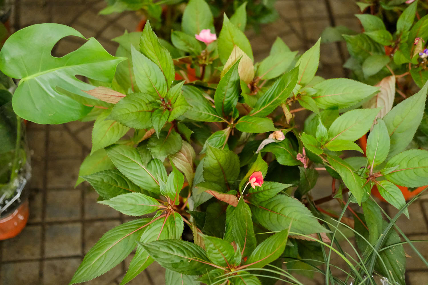 鳳仙花葉子蔫了怎麼解決，怎麼處理