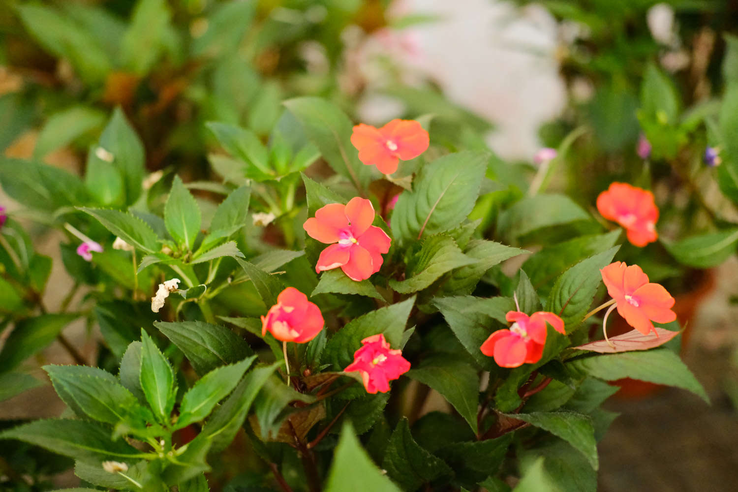 鳳仙花葉子蔫了怎麼解決，怎麼處理