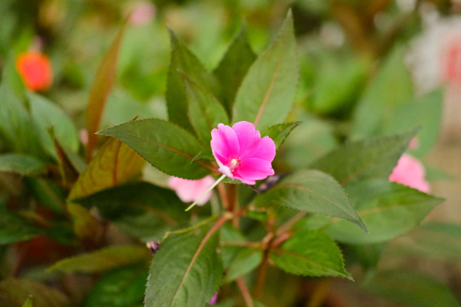 鳳仙花葉子蔫了怎麼解決，怎麼處理