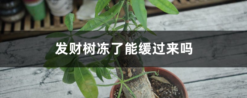 <strong>發財樹凍了怎麼解決，怎麼處理，能緩過來嗎</strong>