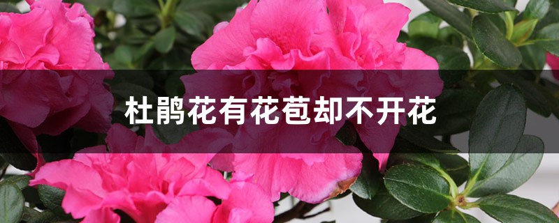 <strong>杜鵑花有花苞卻不開花怎麼解決，怎麼處理</strong>