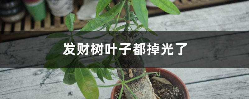 <strong>發財樹葉子都掉光了還能恢複嗎</strong>