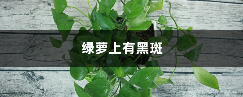 <strong>綠蘿上有黑斑怎麼解決，怎麼處理</strong>