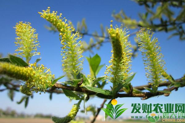 黑龍江柳樹什麼時候開花？花期維持多久？