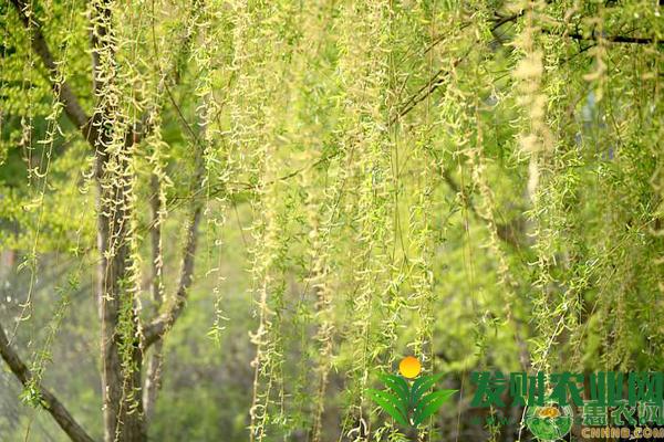 黑龍江柳樹什麼時候開花？花期維持多久？