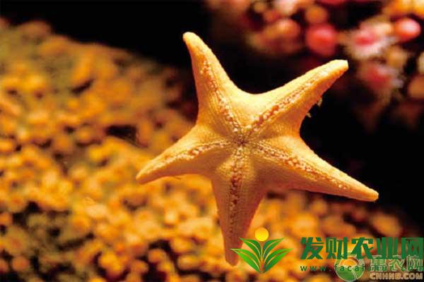 海星可以全吃嗎？海星有什麼功效與作用