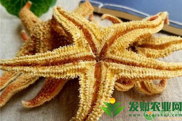 海星可以全吃嗎？海星有什麼功效與作用