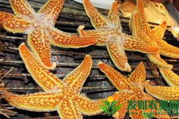 吃海星可以壯陽嗎？海星的功效作用及食用方法