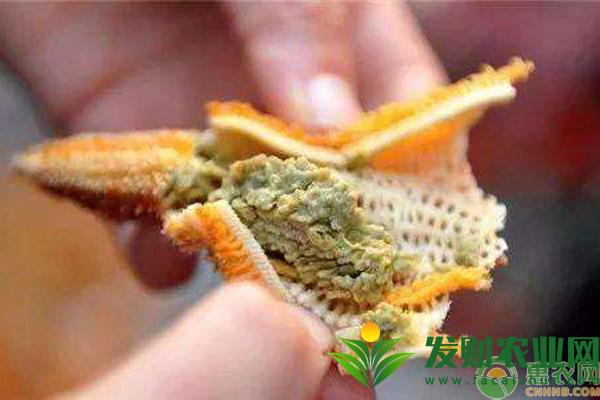 吃海星可以壯陽嗎？海星的功效作用及食用方法