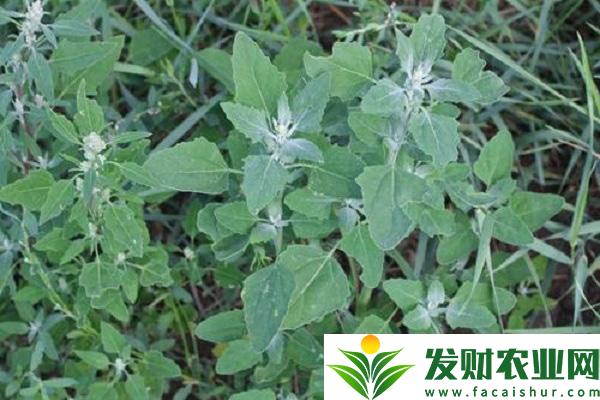 大連常見的野菜有哪些？大連野菜種類介紹