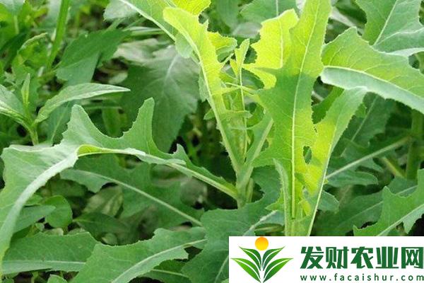 大連常見的野菜有哪些？大連野菜種類介紹