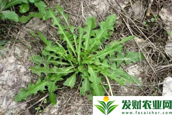 大連常見的野菜有哪些？大連野菜種類介紹