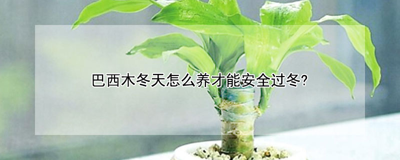 巴西木冬天怎麼養才能安全過冬?