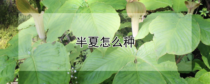 半夏怎麼種