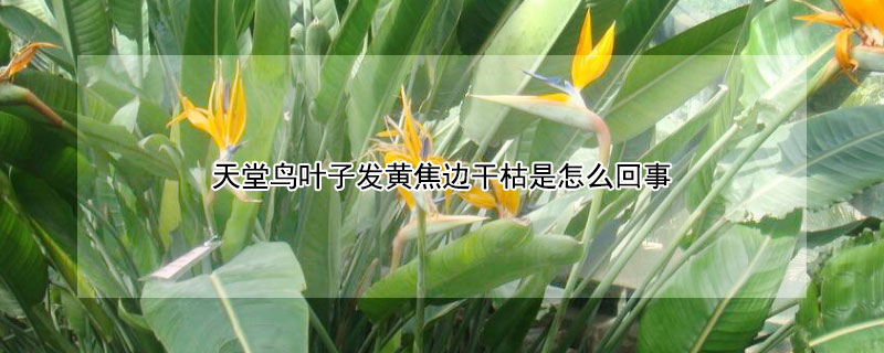 天堂鳥葉子發黃焦邊幹枯是怎麼回事