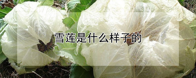 雪蓮是什麼樣子的