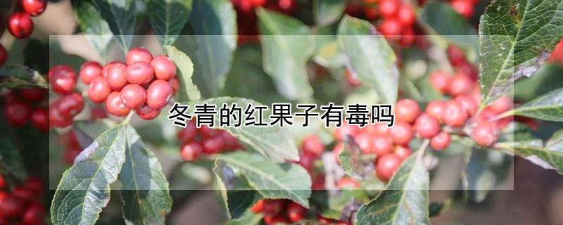 冬青的紅果子有毒嗎