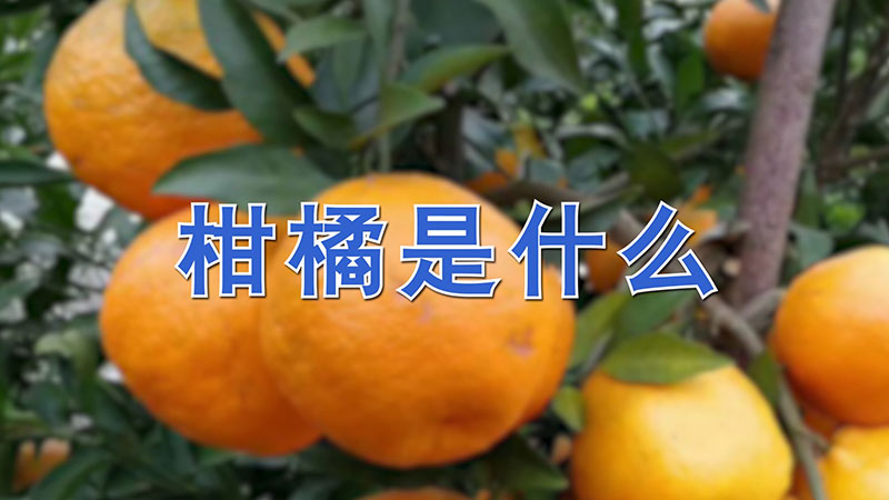 柑橘是什麼