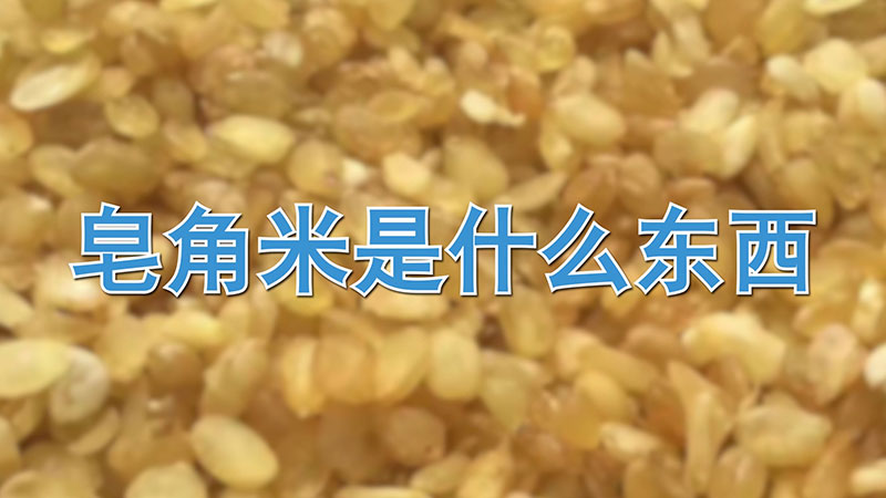 皂角米是什麼東西