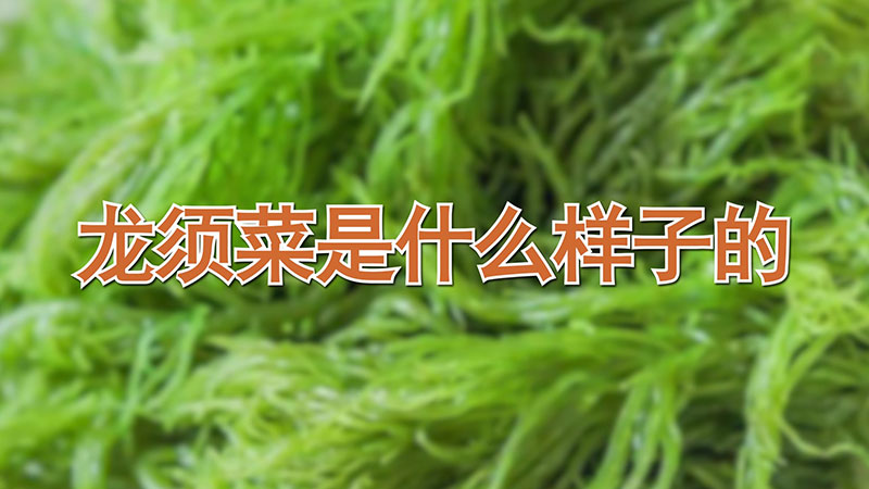 龍須菜是什麼樣子的