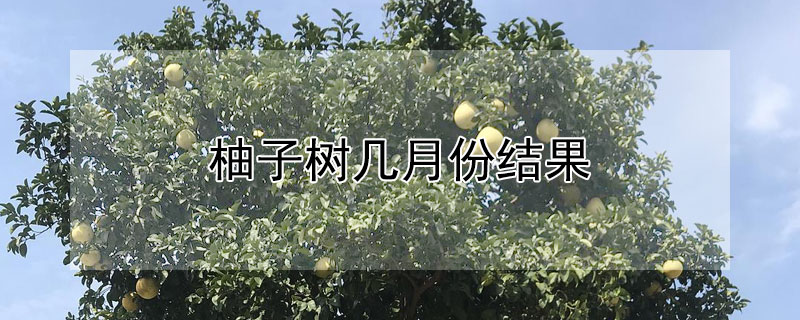 柚子樹幾月份結果