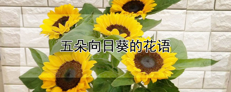 五朵向日葵的花語