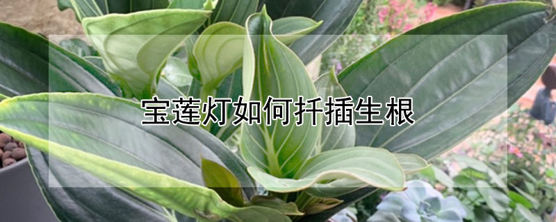 寶蓮燈如何扡插生根