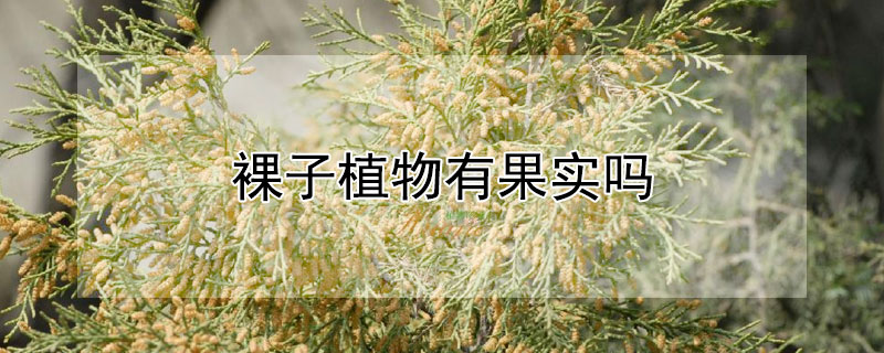 裸子植物有果實嗎