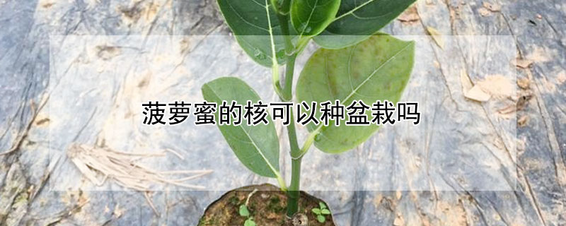 菠蘿蜜的核可以種盆栽嗎