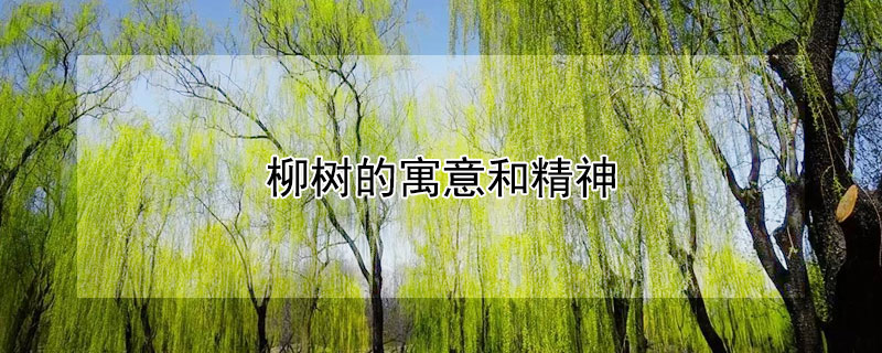 柳樹的寓意和精神