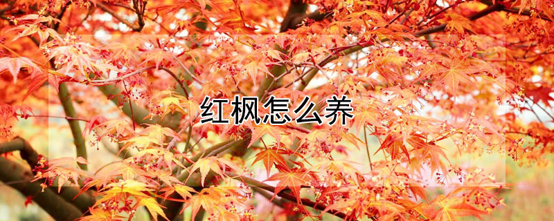 紅楓怎麼養