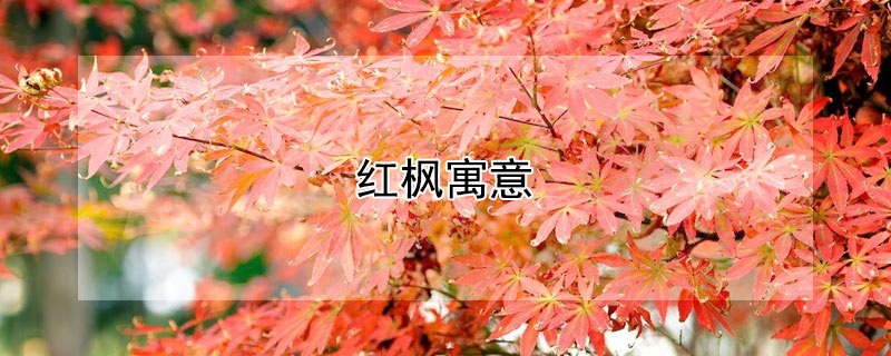 紅楓寓意