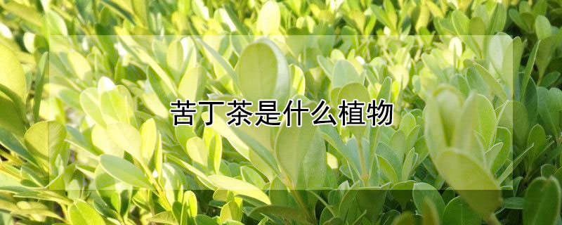 苦丁茶是什麼植物