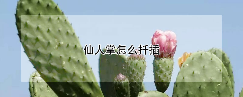 仙人掌怎麼扡插