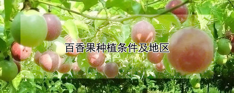 百香果種植條件及地區