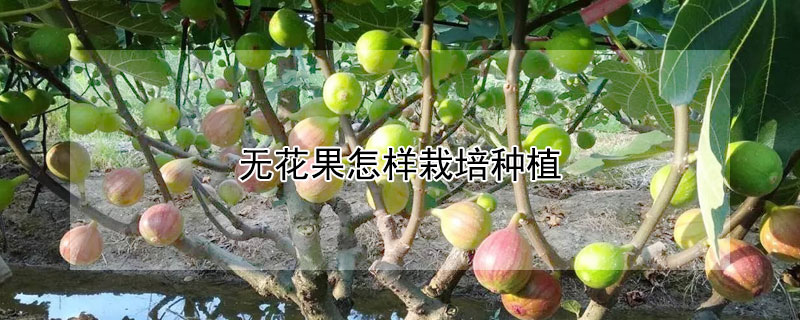 無花果怎樣栽培種植