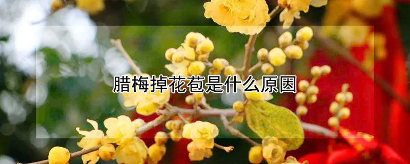 臘梅掉花苞是什麼原因