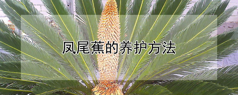 鳳尾蕉的養護方法