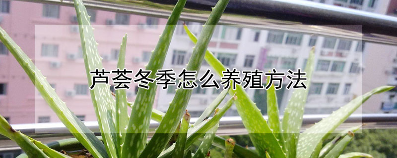 蘆薈冬季怎麼養殖方法