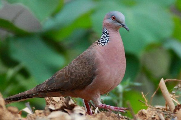 斑鳩吃什麼