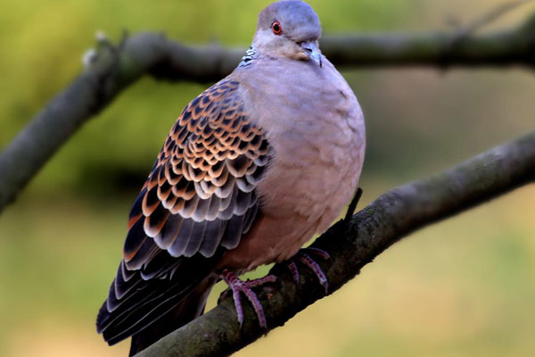 斑鳩吃什麼