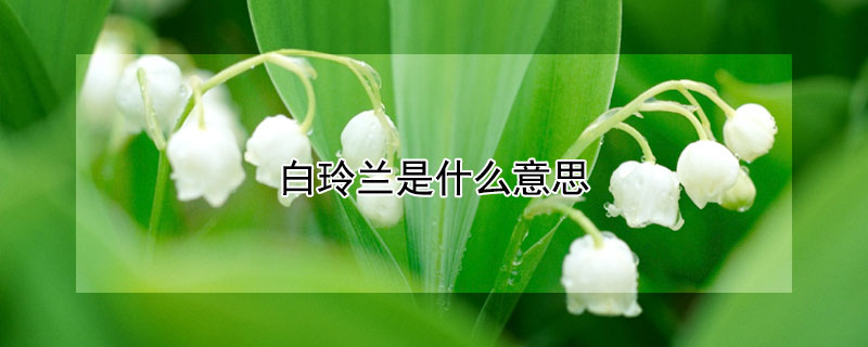 白玲蘭是什麼意思