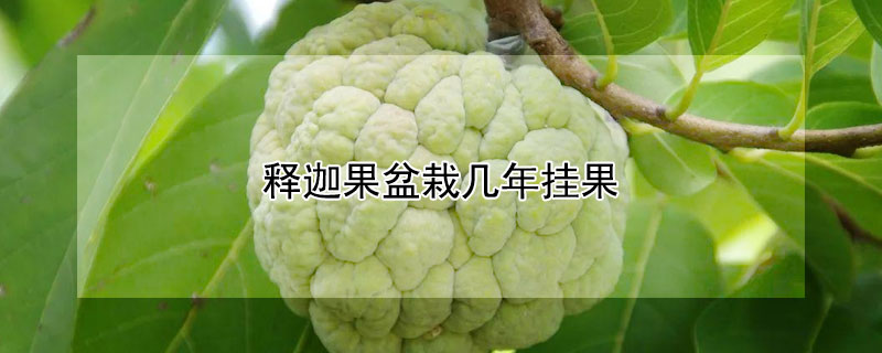 釋迦果盆栽幾年掛果