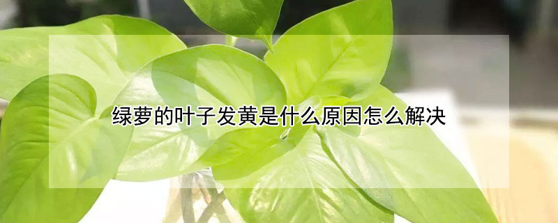 綠蘿的葉子發黃是什麼原因怎麼解決