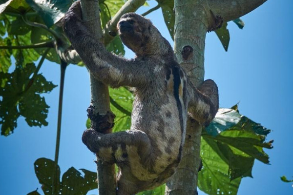 樹懶是什麼動物長什麼樣